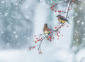 Colors of Winter Poster och Canvastavla