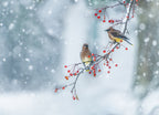 Colors of Winter Poster och Canvastavla