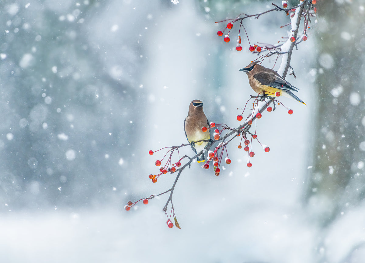 Colors of Winter Poster och Canvastavla