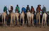 Watching the gerewol festival from the camels - Niger Poster och Canvastavla