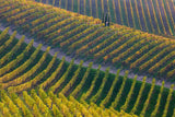 Vineyards Poster och Canvastavla