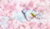 Cherry-blossom color Poster och Canvastavla
