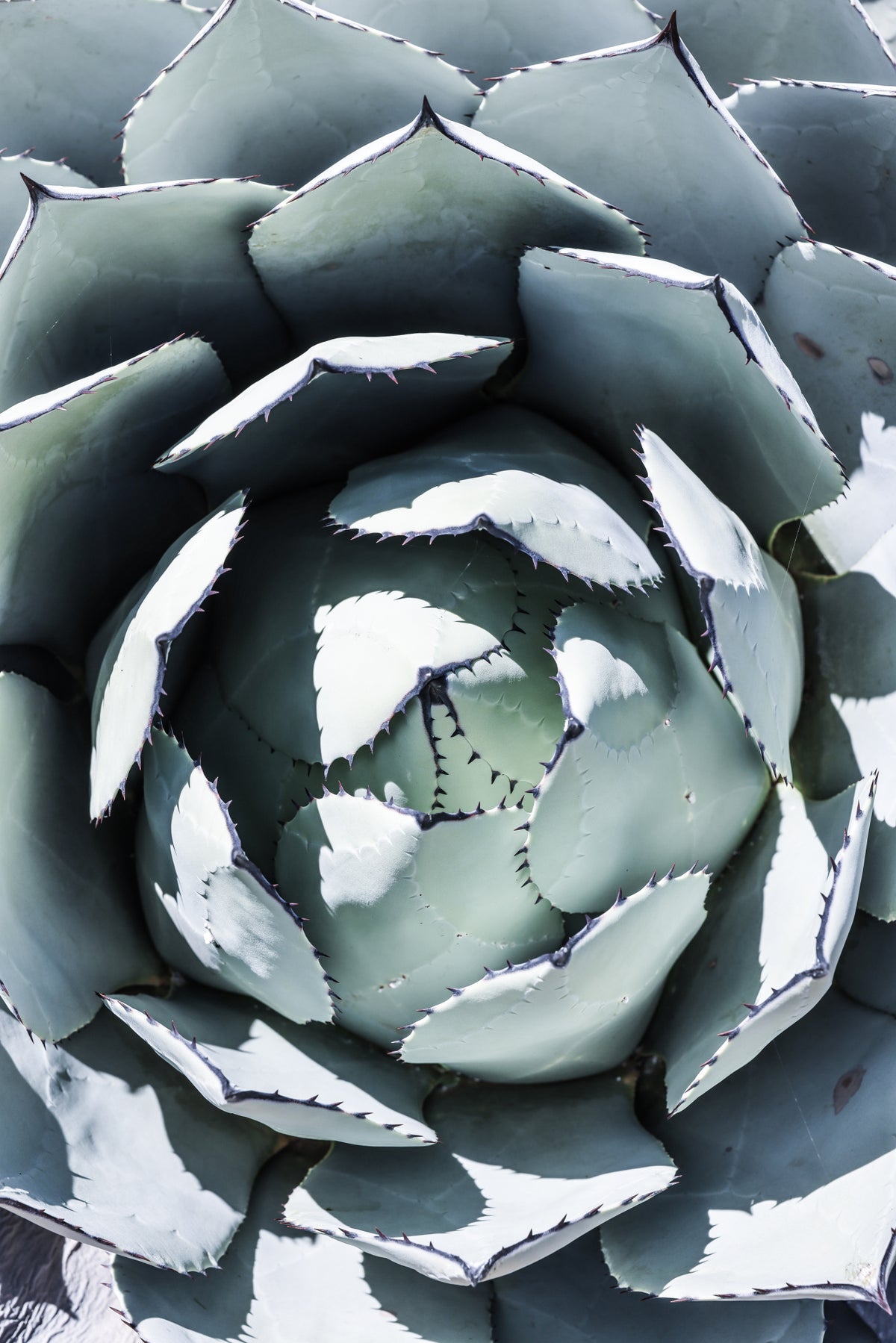 Blue Agave Top Poster och Canvastavla