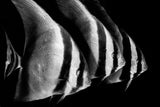 Batfish Poster och Canvastavla