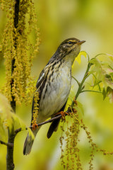 Blackpoll warbler Poster och Canvastavla
