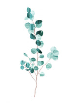 Eucalyptus Poster och Canvastavla
