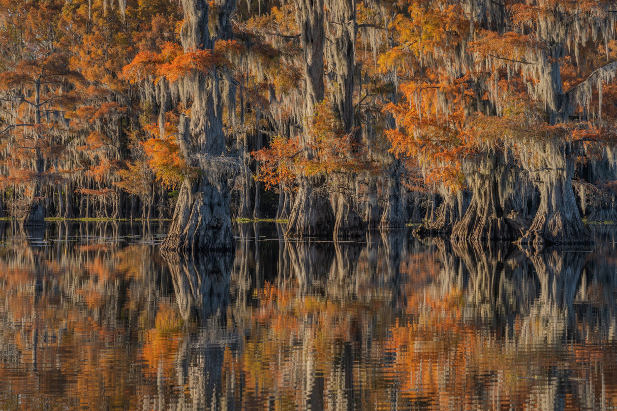 Caddo lake 4 Poster och Canvastavla