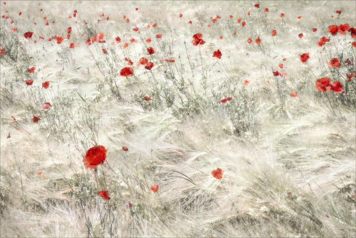 Festive Cornfield Poster och Canvastavla