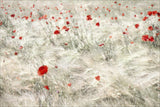 Festive Cornfield Poster och Canvastavla
