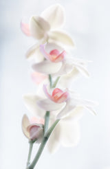 pale beauty Poster och Canvastavla