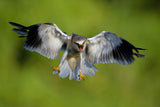 Black-winged Kite Poster och Canvastavla