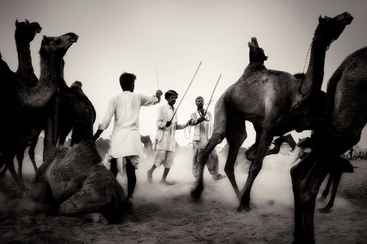 Mercato dei cammelli a Pushkar Poster och Canvastavla