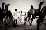 Mercato dei cammelli a Pushkar Poster och Canvastavla