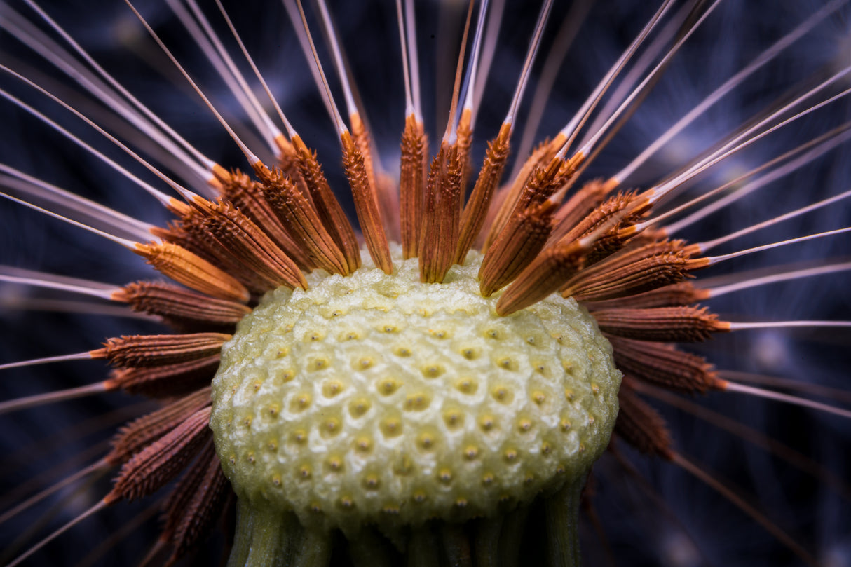 Inside dandelion Poster och Canvastavla