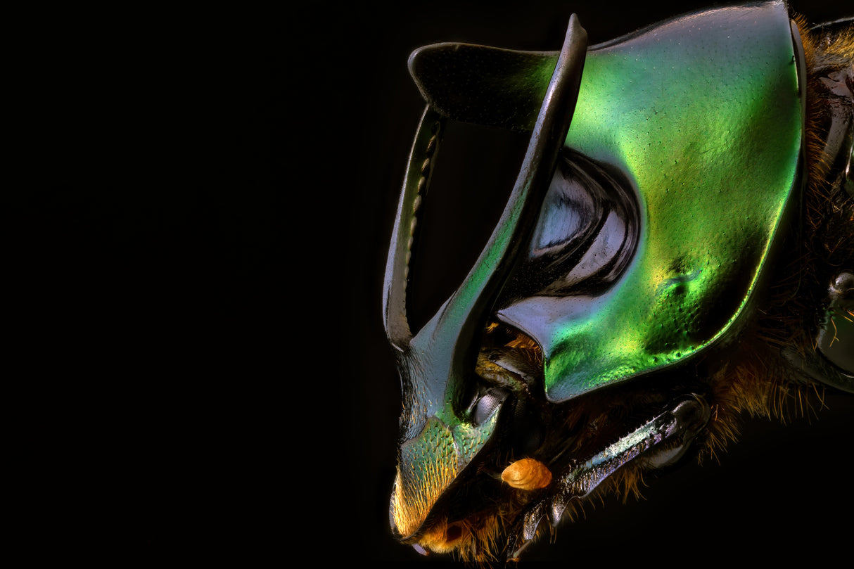 Onthophagus mouhouti Poster och Canvastavla