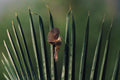 Prinia Poster och Canvastavla