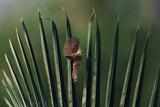Prinia Poster och Canvastavla