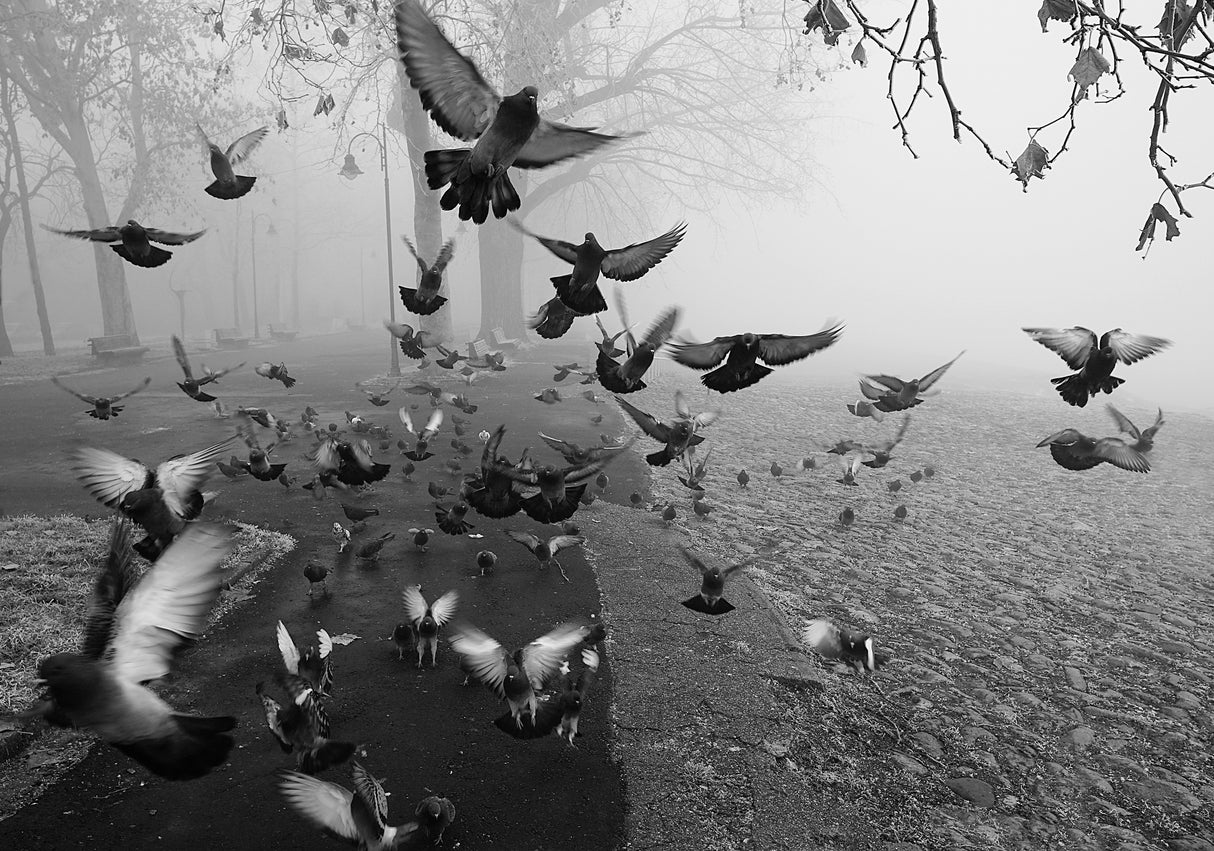 Feathers in the mist Poster och Canvastavla