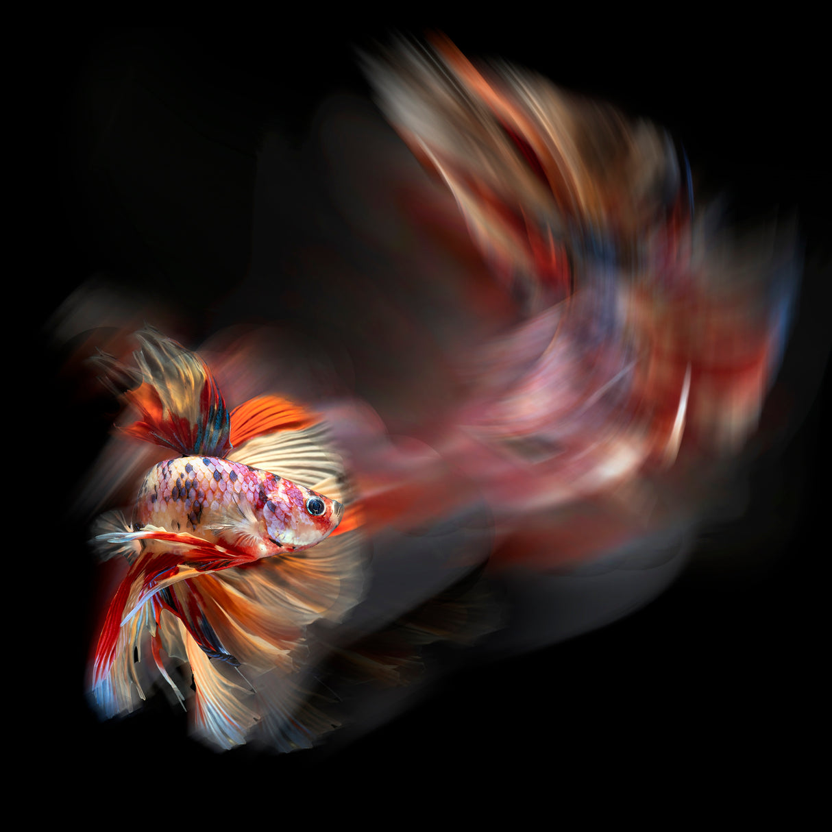 Bettafish Path Poster och Canvastavla