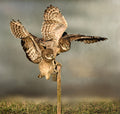 Flapping Poster och Canvastavla