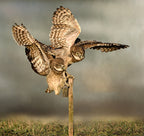 Flapping Poster och Canvastavla