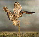 Flapping Poster och Canvastavla