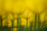 Yellow one color Poster och Canvastavla