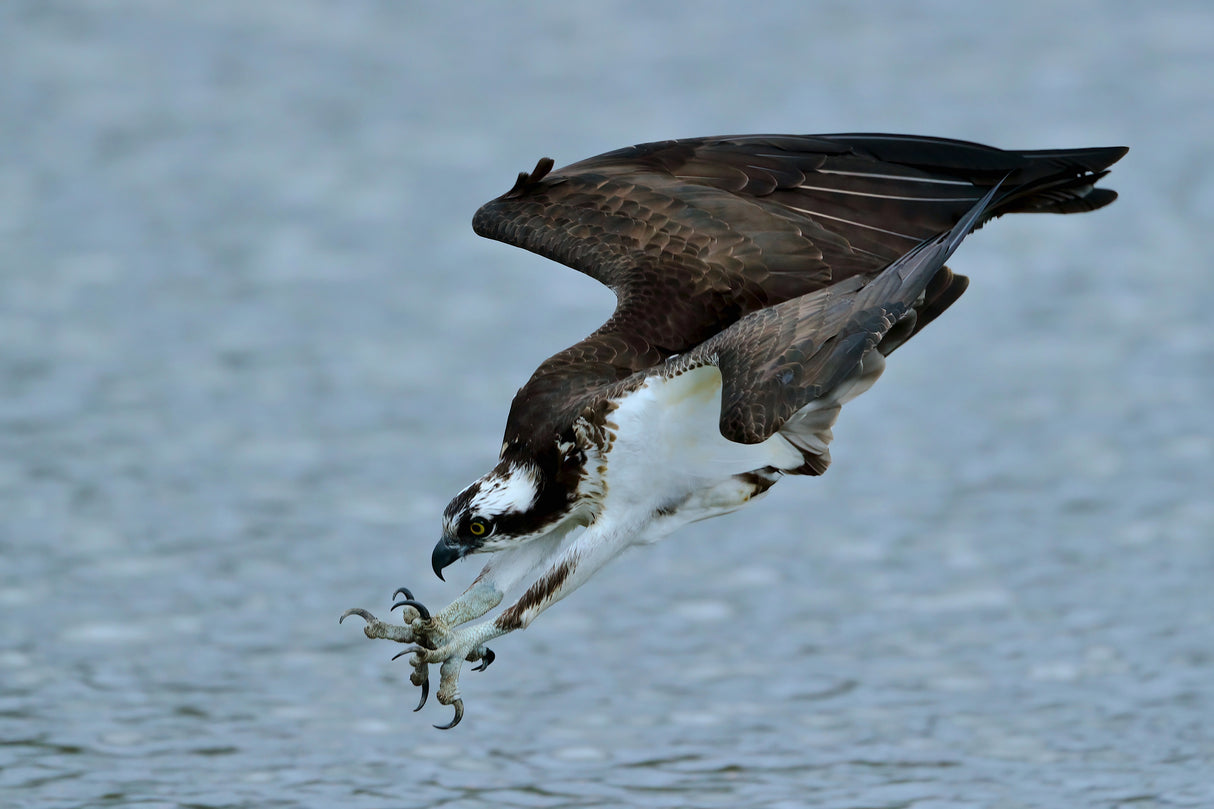 Osprey Poster och Canvastavla