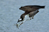 Osprey Poster och Canvastavla