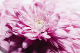 Soft Loveliness Poster och Canvastavla