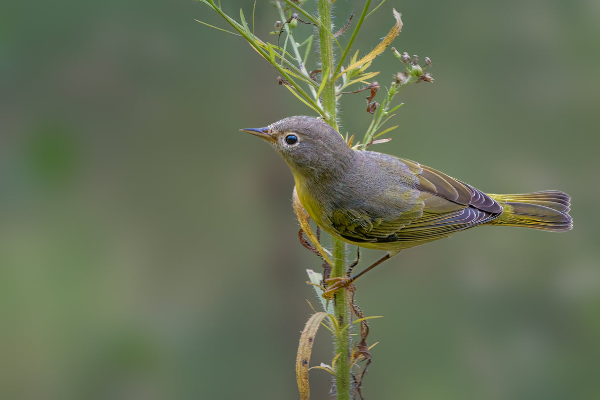 Nashville warbler Poster och Canvastavla