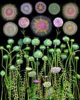Poppy Floral Meadow.png Poster och Canvastavla