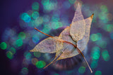 Leaf Poster och Canvastavla