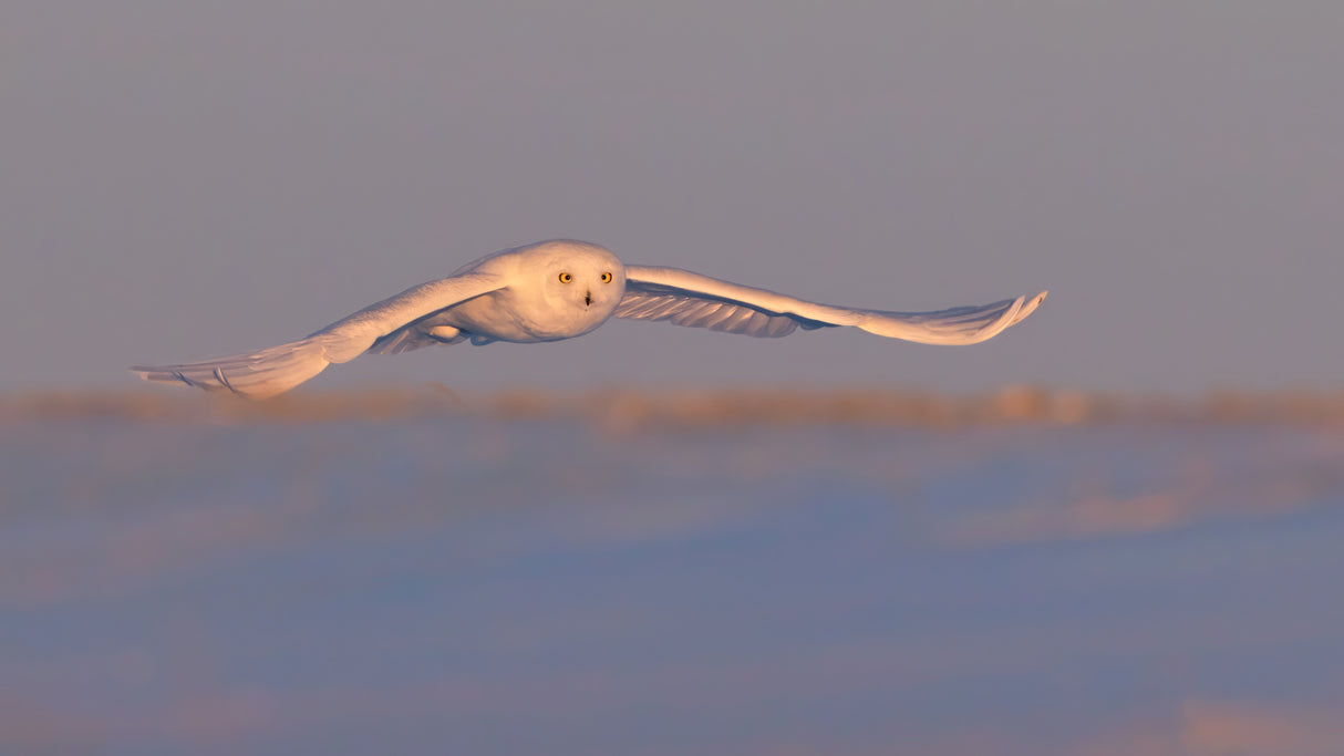 Snowy Owl Poster och Canvastavla
