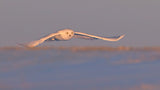 Snowy Owl Poster och Canvastavla