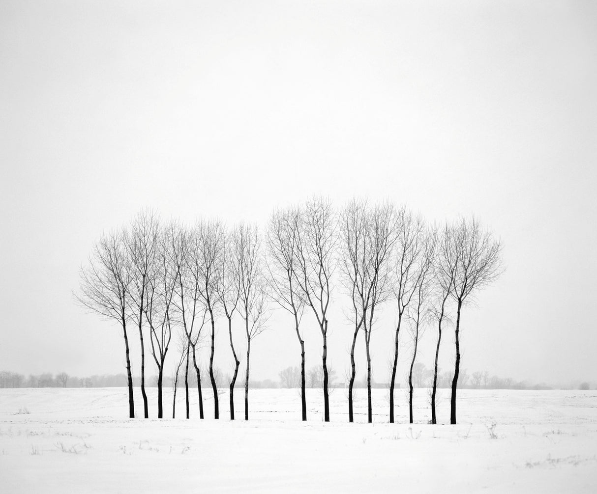 Winter landscape with trees Poster och Canvastavla