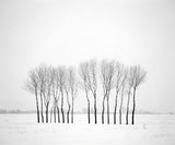 Winter landscape with trees Poster och Canvastavla