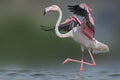 Dancing Flamingo Poster och Canvastavla