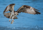 Osprey &amp; Fish Poster och Canvastavla