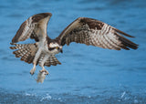 Osprey &amp; Fish Poster och Canvastavla