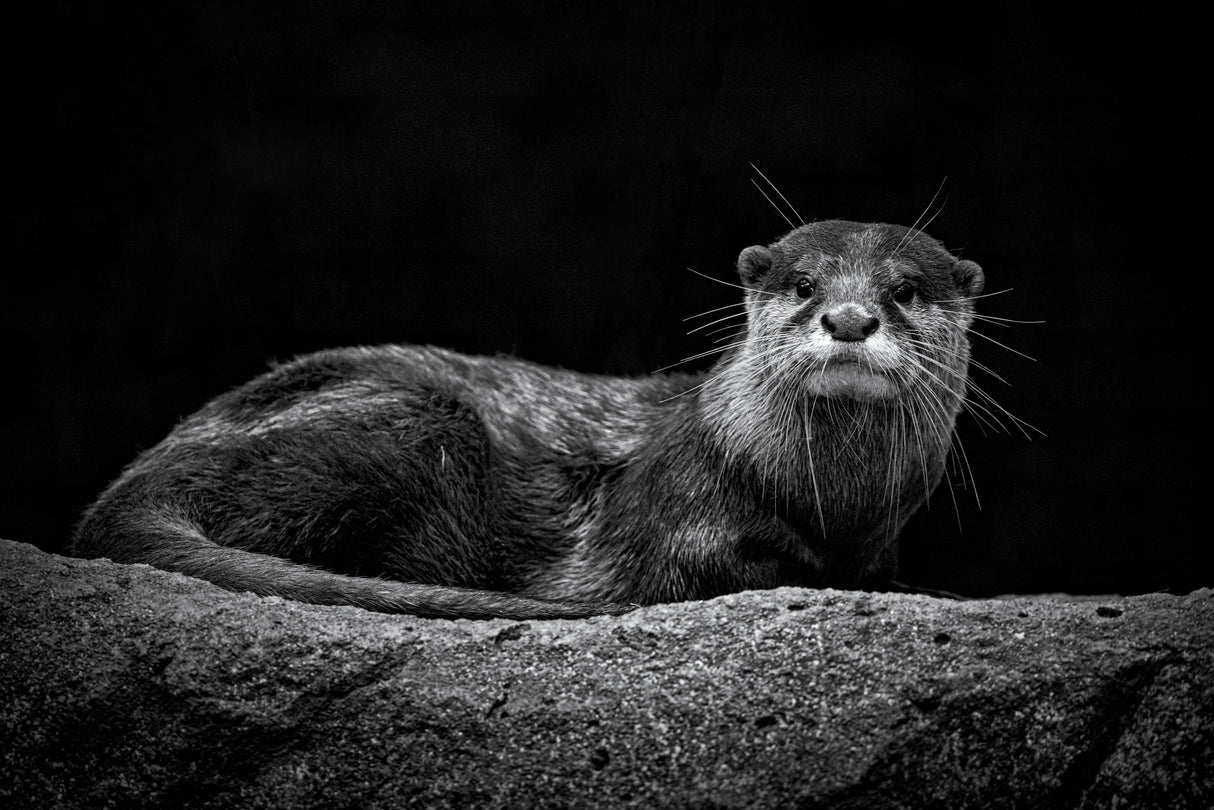 Otter Poster och Canvastavla