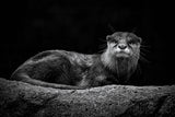 Otter Poster och Canvastavla