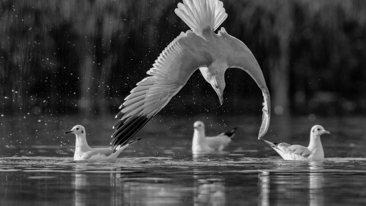 Seagulls Poster och Canvastavla