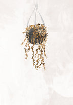 Black and gold house plant 2 Poster och Canvastavla