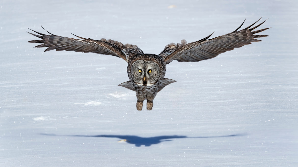 Great Grey Owl in Flight Poster och Canvastavla