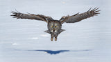 Great Grey Owl in Flight Poster och Canvastavla