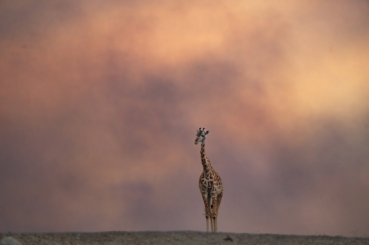 Giraffe and Smoky Poster och Canvastavla