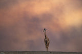 Giraffe and Smoky Poster och Canvastavla