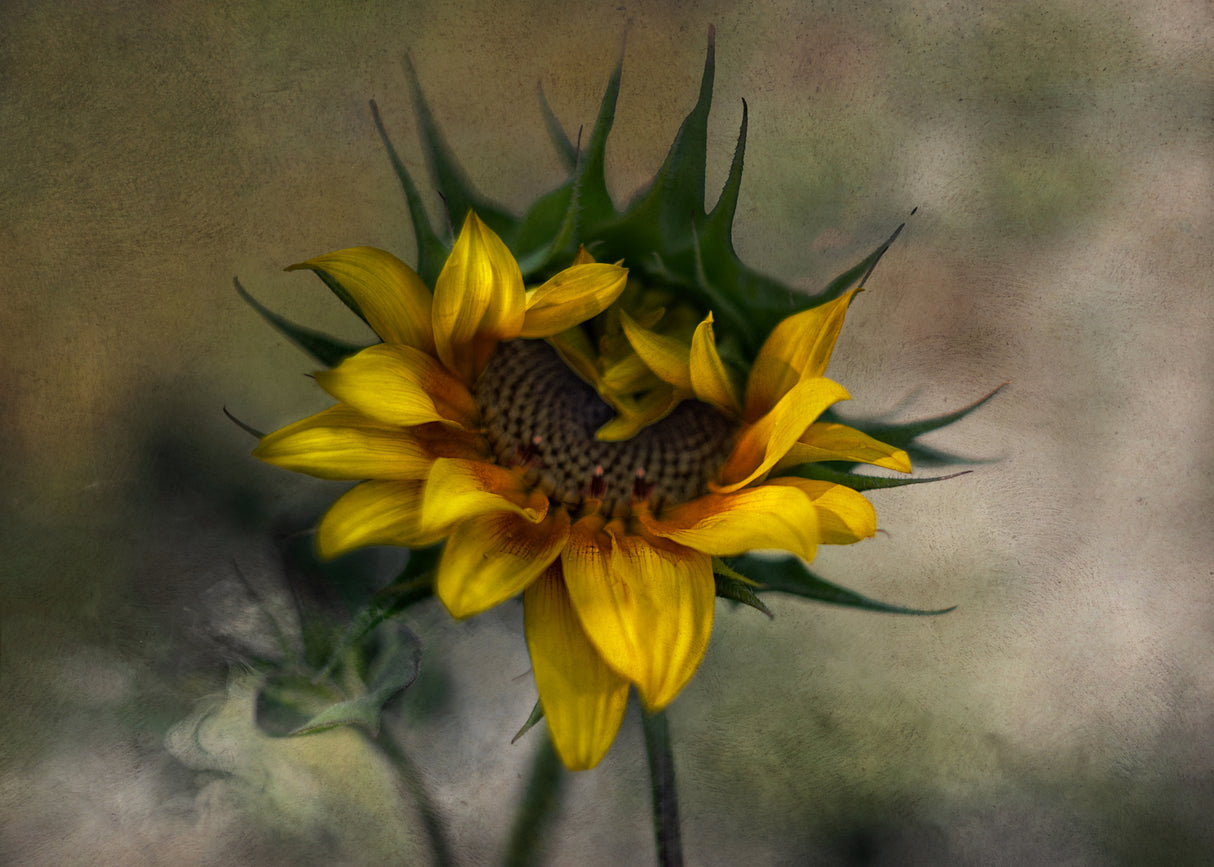 Sun Flower Poster och Canvastavla