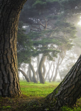 Pine tree Poster och Canvastavla